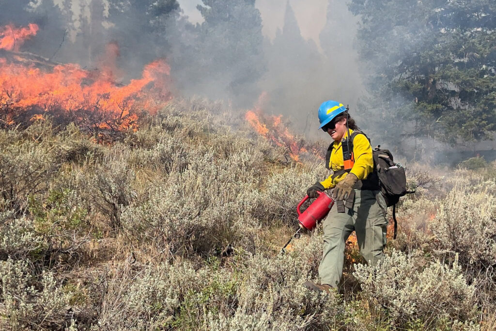 A firefighter assigned to the Bobcat Lakes Fire uses a drip torch to ignite unburned vegetation as part of a firing operation on Aug. 30. Credit: Northern Rockies Complex Incident Management Team