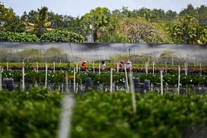 Migrant workers tend to a farm in Homestead, Fla., on April 25, 2025. Credit: Chandan Khanna/AFP via Getty Images