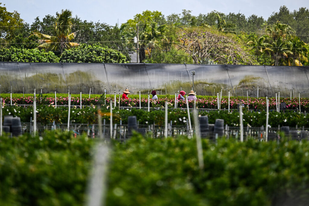 Migrant workers tend to a farm in Homestead, Fla., on April 25, 2025. Credit: Chandan Khanna/AFP via Getty Images
