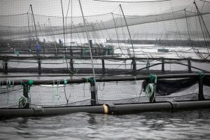 A view of fish cages at a salmon farm in Argyll and Bute, Scotland. Credit: Colin McPherson/Getty Images