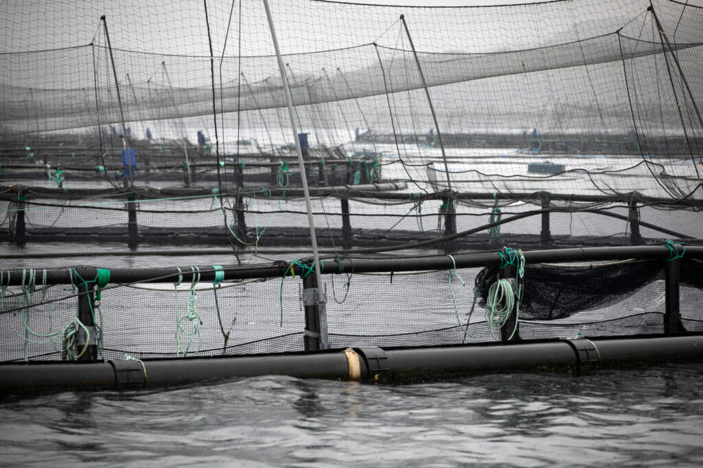 A view of fish cages at a salmon farm in Argyll and Bute, Scotland. Credit: Colin McPherson/Getty Images