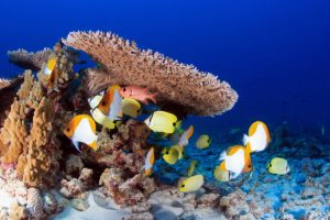 Fish swim around coral in the Papahānaumokuākea Marine National Monument. Credit: Greg McFall/NOAA