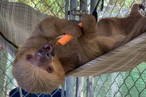 Dolce, one of the surviving sloths from Sloth World, eats a carrot inside her enclosure at Central Florida Zoo. Credit: Central Florida Zoo & Botanical Gardens