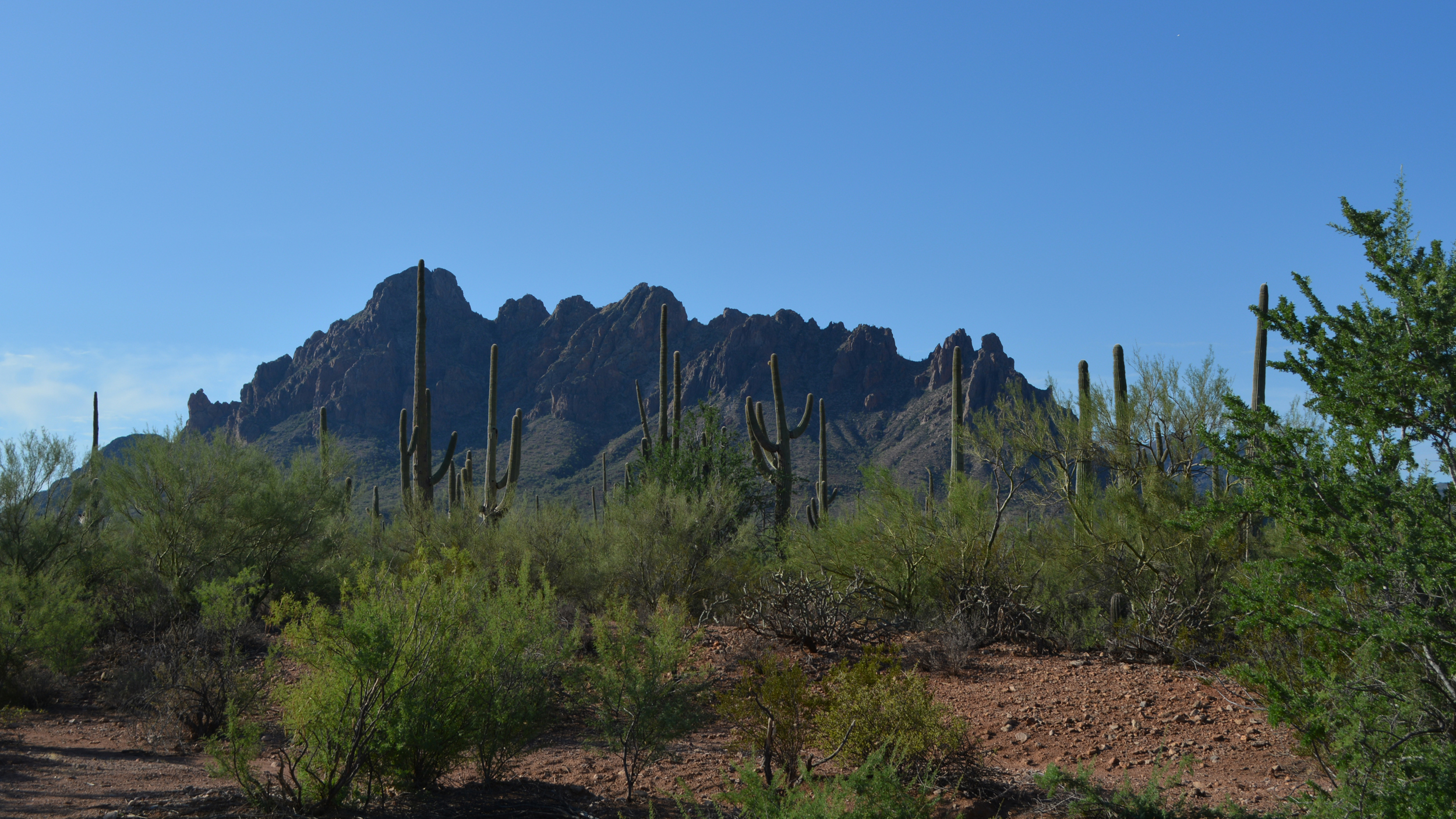 Localizado ao norte de Tucson, Arizona, o Monumento Nacional da Floresta Ironwood protege 129.000 acres de habitat do deserto de Sonora e foi identificado pela administração Trump como um monumento que pode ser potencialmente reduzido para dar lugar à mineração. Crédito: Wyatt Myskow/Naturlink