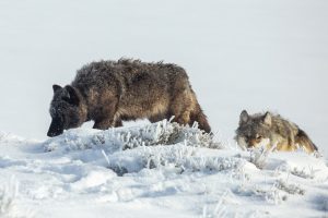 Wolves roam around Hayden Valley in Yellowstone National Park. Credit: Ashton Hooker/NPS