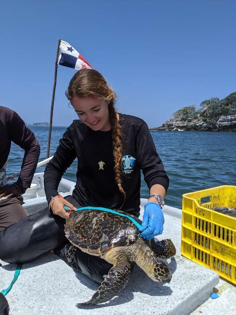 A foto foi tirada de um barco na água. Callie Veelenturf está sorrindo para a tartaruga que está medindo.