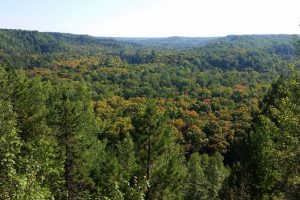 A view of Ottawa National Forest in Michigan’s Upper Peninsula. Credit: U.S. Forest Service