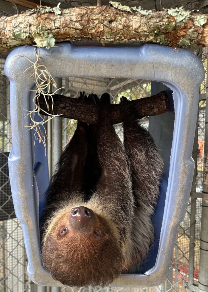 Uma preguiça chamada Leeloo foi um dos 13 animais transferidos do Sloth World para o Zoológico da Flórida Central. Crédito: Zoológico e Jardim Botânico da Flórida Central
