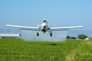 The crop duster spraying a field is flying low in the direction of the photographer
