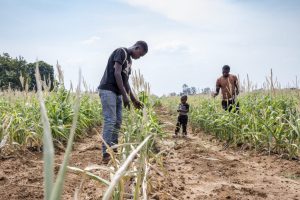 In 2024, farmers in Zambia struggled with El Nino-driven drought, which created severe food and water shortages. This year, the government is spending 60 percent of its budget on debt repayment, with only .32 percent going toward climate adaptation and resilience. Credit: Lusaka Province, Zambia
