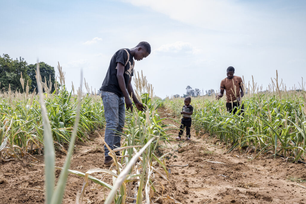 In 2024, farmers in Zambia struggled with El Nino-driven drought, which created severe food and water shortages. This year, the government is spending 60 percent of its budget on debt repayment, with only .32 percent going toward climate adaptation and resilience. Credit: Lusaka Province, Zambia