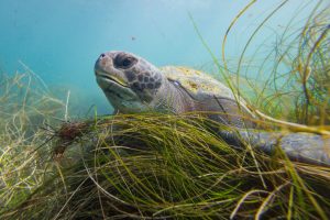 A green sea turtle swims in the Matlahuayl State Marine Reserve off the coast of La Jolla in San Diego. Credit: Kevin Carter/Getty Images