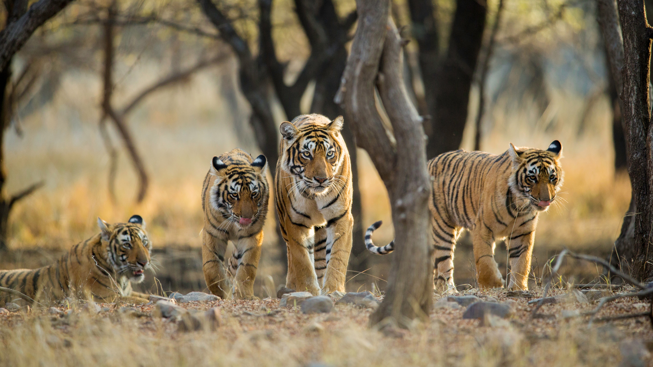 De 2010 a 2025, as populações de tigres aumentaram quase 80%. Crédito: Archna Singh/Shutterstock/WWF