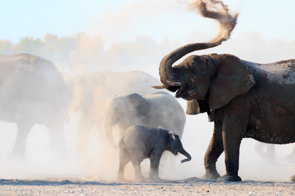 Os elefantes africanos estão ameaçados devido à perda de habitat, à caça furtiva e aos conflitos entre humanos e animais selvagens. Crédito: Christopher Donovan