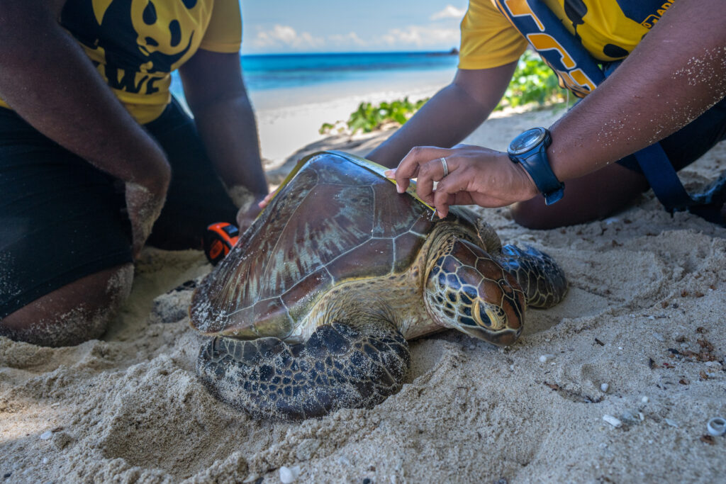 Os voluntários medem e marcam as tartarugas marinhas verdes antes de soltá-las para ajudar nos esforços de conservação. Crédito: Tom Vierus/WWF-Pacífico