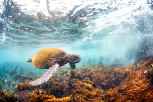 Conservation efforts across dozens of countries have helped significantly rebuild global green sea turtle populations. Credit: Antonio Busiello/WWF-US