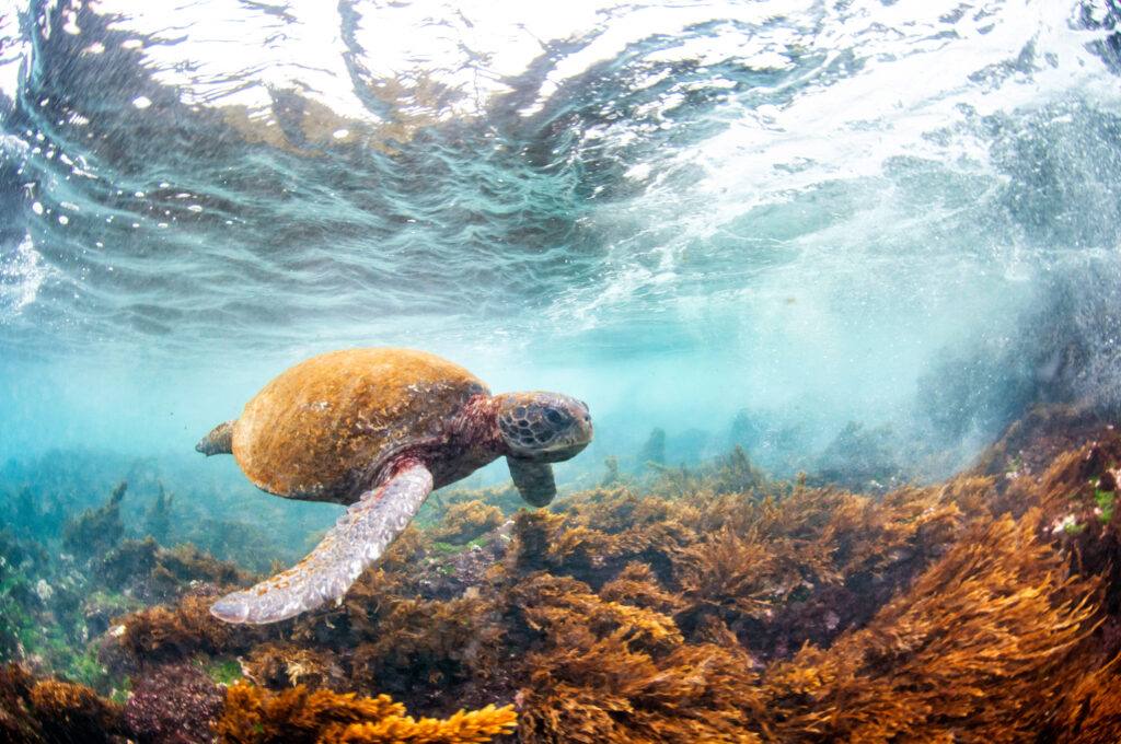 Conservation efforts across dozens of countries have helped significantly rebuild global green sea turtle populations. Credit: Antonio Busiello/WWF-US
