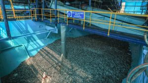 Anchovetas fill a receiving tank at a fishmeal plant in Peru during a government visit in April 2025, marking the launch of the year’s first anchoveta fishing season, which opened with a quota of three million tons. Credit: Ministry of Production of Peru