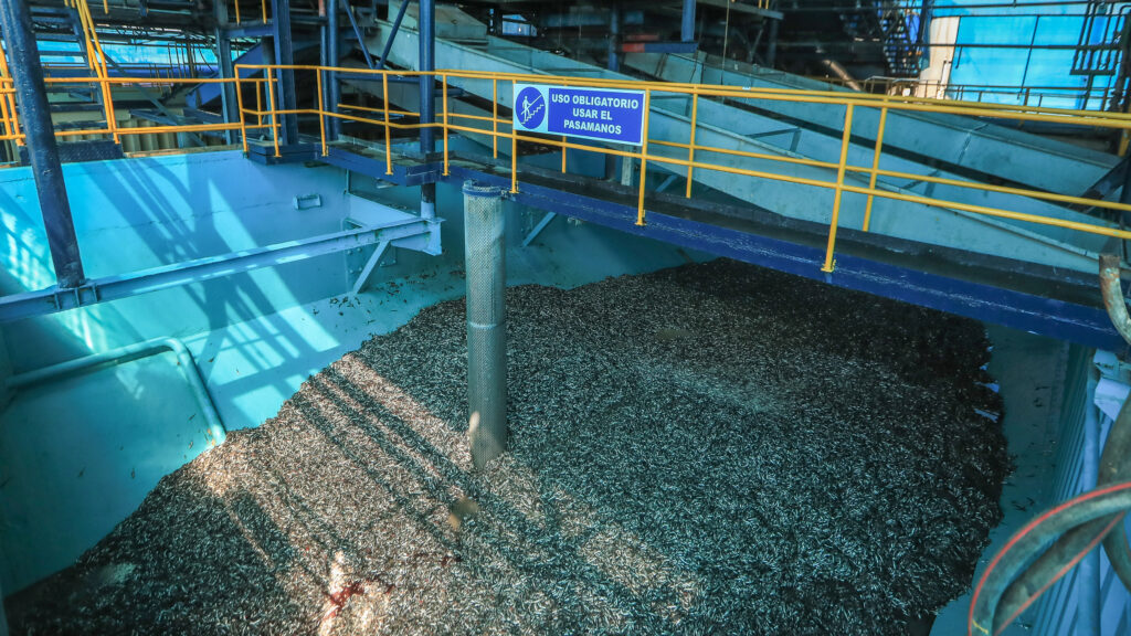 Anchovetas fill a receiving tank at a fishmeal plant in Peru during a government visit in April 2025, marking the launch of the year’s first anchoveta fishing season, which opened with a quota of three million tons. Credit: Ministry of Production of Peru