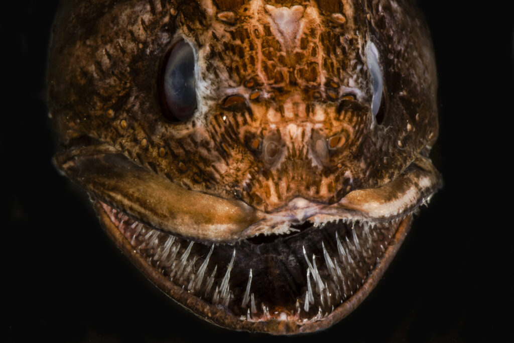 Peixes dente de cobra pelágicos profundos coletados pelo Consórcio DEEPEND no Golfo do México. Crédito: DEEPEND/Danté Fenolio