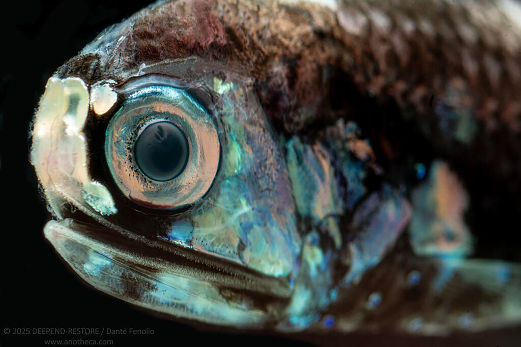 Peixe-lanterna pelágico profundo, exibindo órgãos de farol, coletado pelo Consórcio DEEPEND no Golfo do México. Crédito: DEEPEND/Danté Fenolio