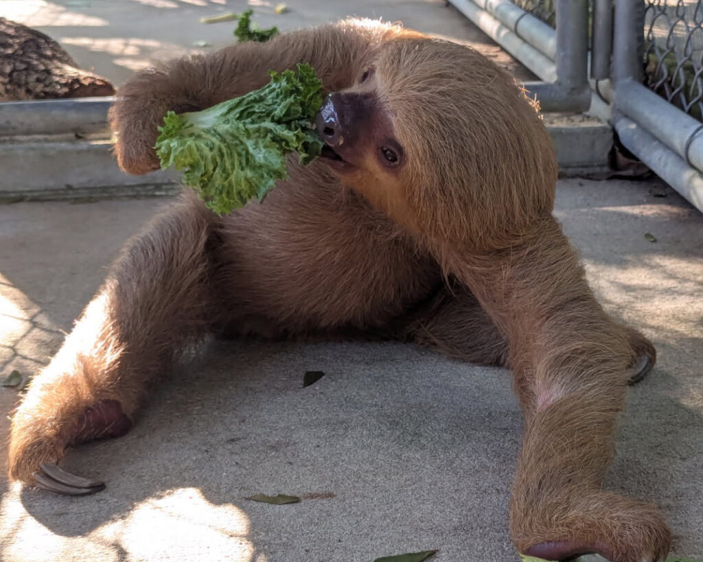 Dolce, um ex-animal do Sloth World, come verduras no Zoológico Central da Flórida. Crédito: Zoológico e Jardim Botânico da Flórida Central
