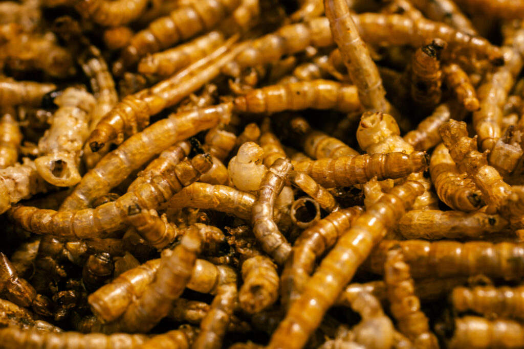 As larvas de farinha estão sendo exploradas como alternativa à farinha de peixe na alimentação animal, inclusive na destinada à aquicultura. A transição da farinha de peixe para fontes como a larva da farinha revelou-se difícil devido aos custos e aos desafios de aumentar a produção o suficiente. Crédito: Jaralol/Pexels