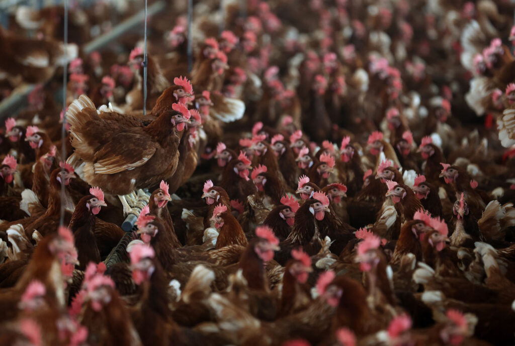Chickens stand in a henhouse at Sunrise Farms on February 18, 2025 in Petaluma, California. Credit: Justin Sullivan via Getty Images