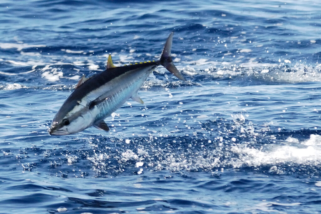 Uma vez pescado até ao limite, o atum rabilho do Atlântico recuperou nos últimos anos, em grande parte devido a regulamentações de pesca mais rigorosas. Crédito: Frédéric Bassemayousse/WWF-Mediterrâneo