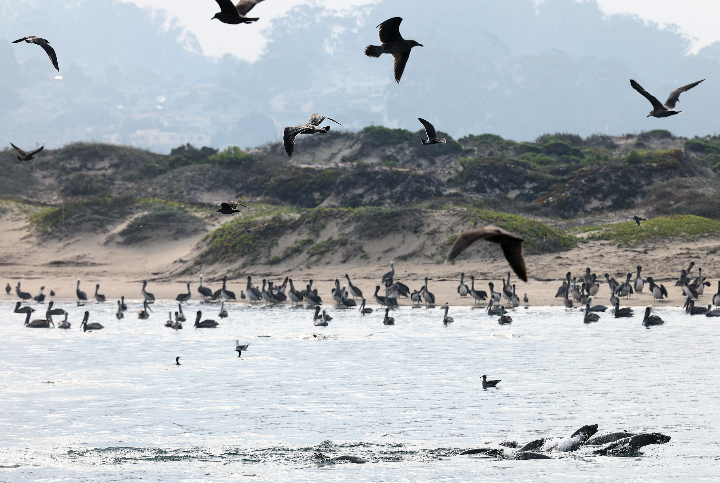 Leões marinhos nadam no Oceano Pacífico enquanto pássaros voam perto de Morro Bay, Califórnia. Crédito: Mario Tama/Getty Images