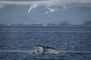A humpback whale surfaces in Antarctic waters on Feb. 4. Credit: Sebnem Coskun/Anadolu via Getty Images