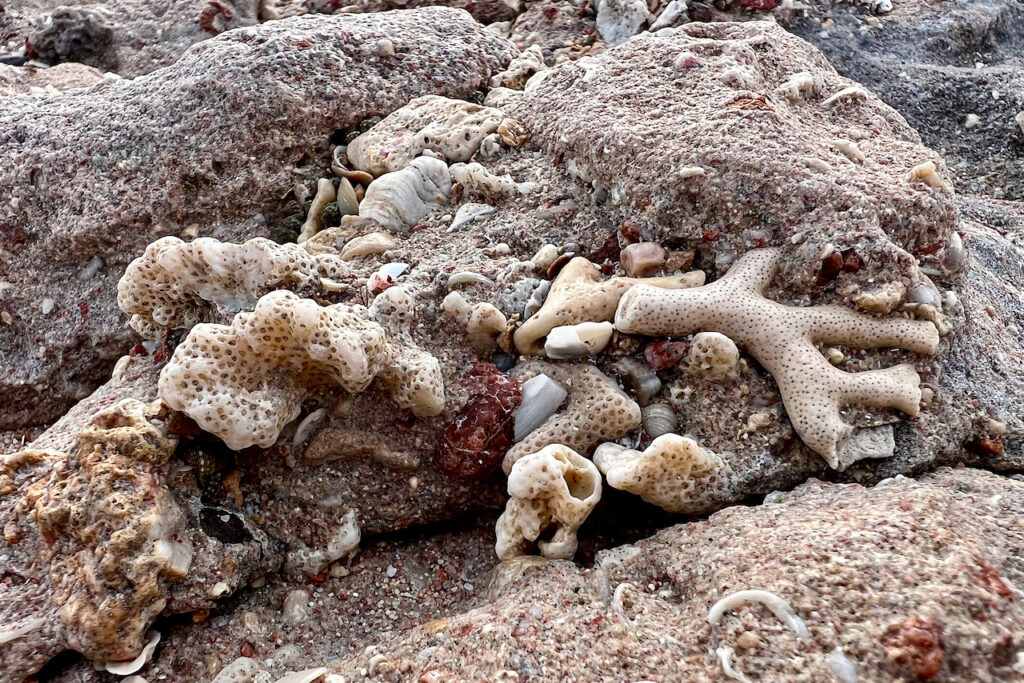 Os recifes de coral saudáveis crescem rapidamente e ajudam a construir os ossos rochosos das ilhas atóis à medida que fossilizam e se fraturam em rochas. Crédito: Bob Berwyn/Naturlink