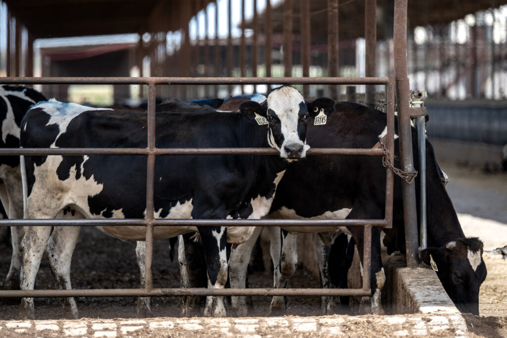 Cattle feed at a ranch in Dublin, Texas, on Sept. 11. Credit: Ronaldo Schemidt/AFP via Getty Images