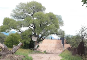 A cottonwood tree in Arizona