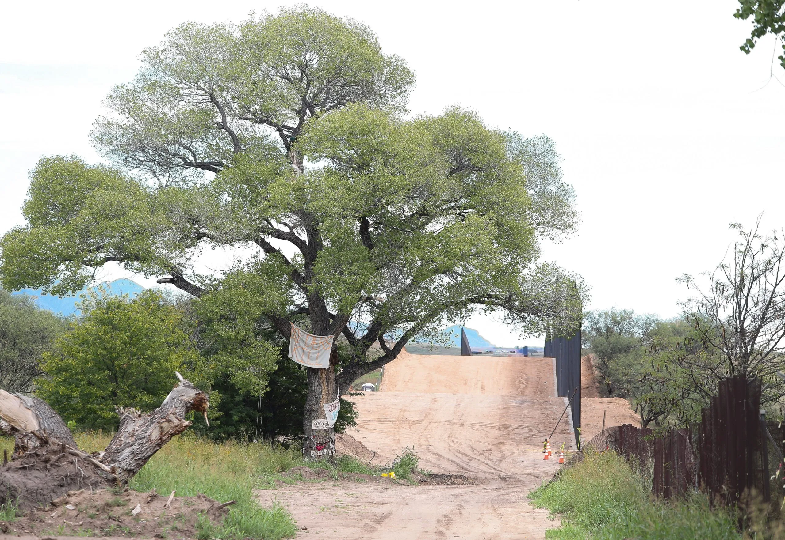 A cottonwood tree in Arizona
